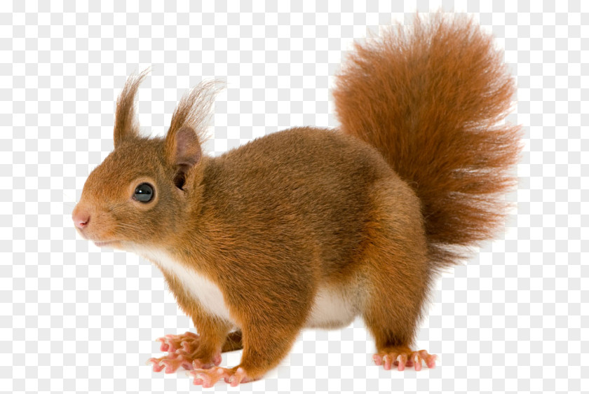 Squirrel Red PNG