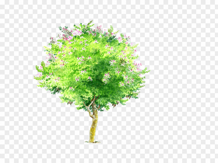 Tree Bauhinia Variegata Xd7 Blakeana Phanera Purpurea PNG