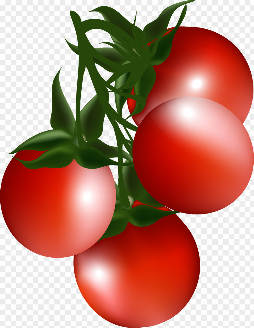 Cartoon Red Cherry Tomato Bush Clip Art PNG