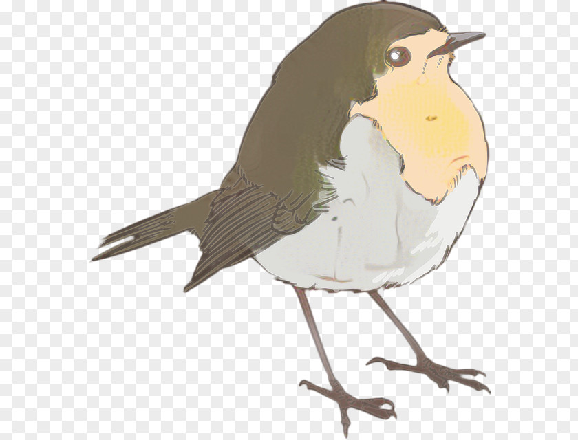 Finch Chickadee Robin Bird PNG