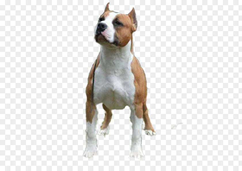 Staffordshire Bull Terrier American Pit And Dog Breed PNG