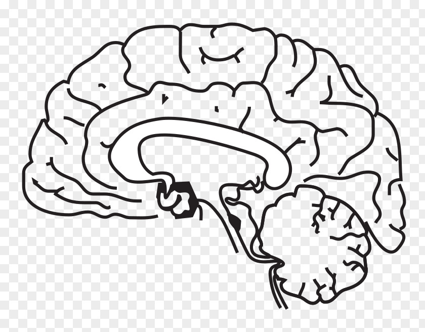 Brain Cliparts Human Clip Art PNG