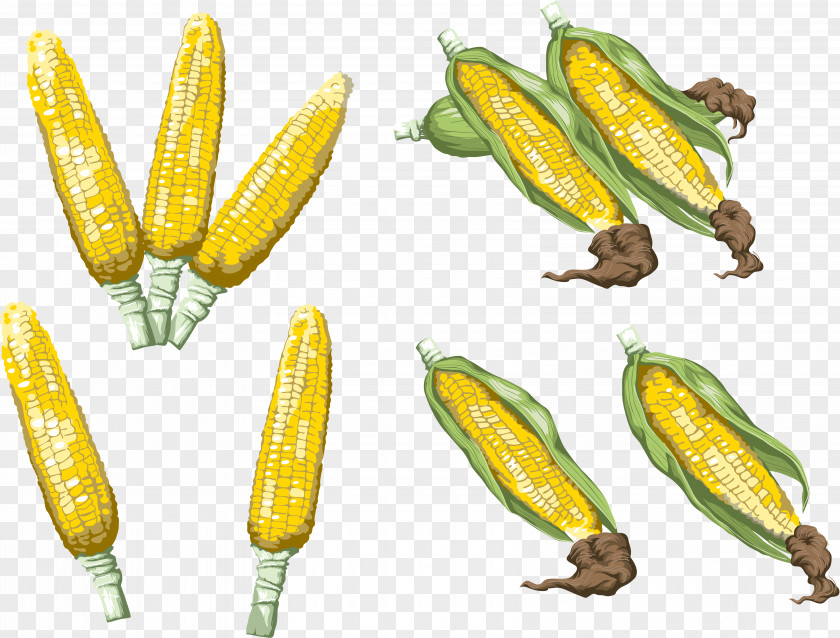 Corn Download Image Adobe Photoshop PNG