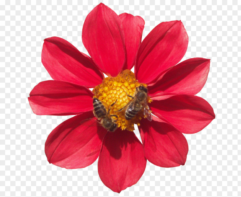 HAPPY LADY Honey Bee Wildflower PNG