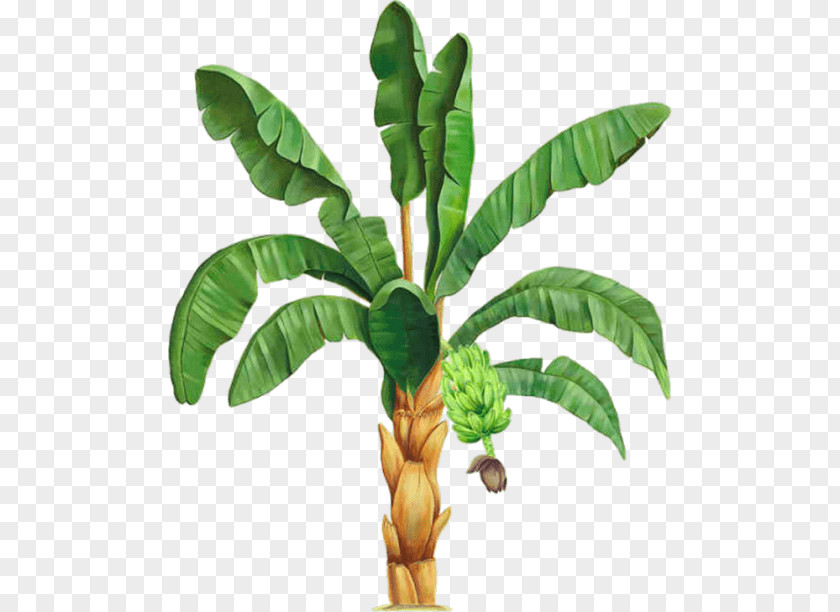 Information Web Browser Arecaceae PNG