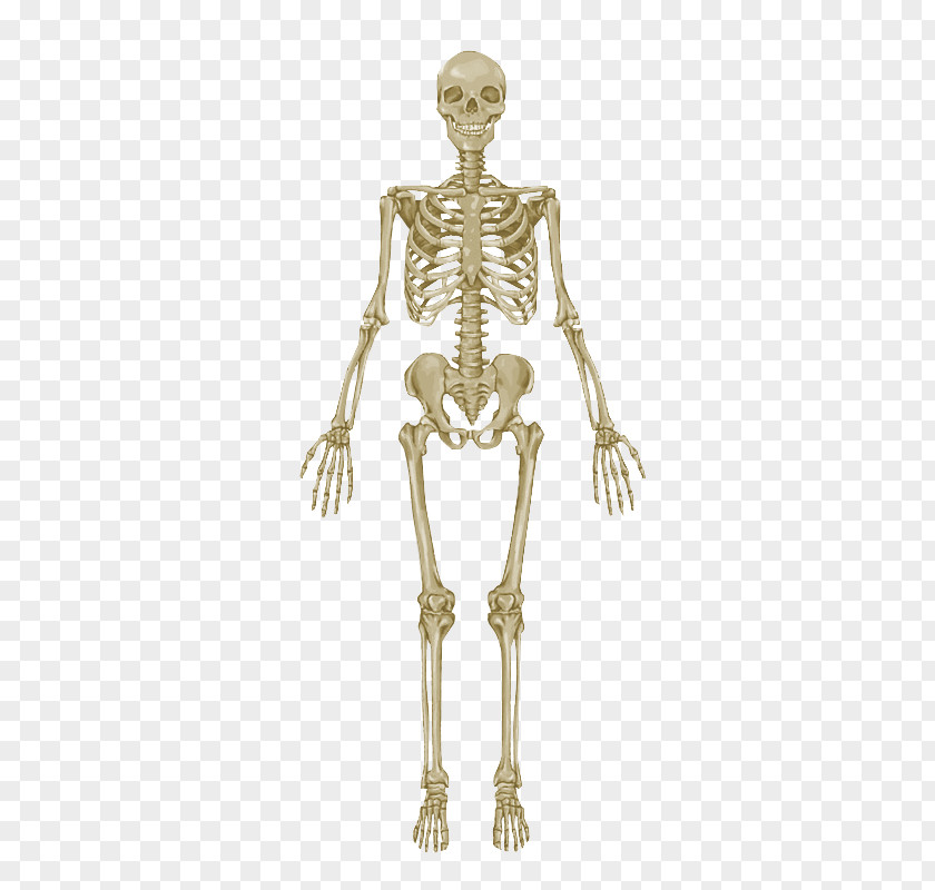 Skeleton The Skeletal System Anatomical Chart Human Body Anatomy Bone PNG