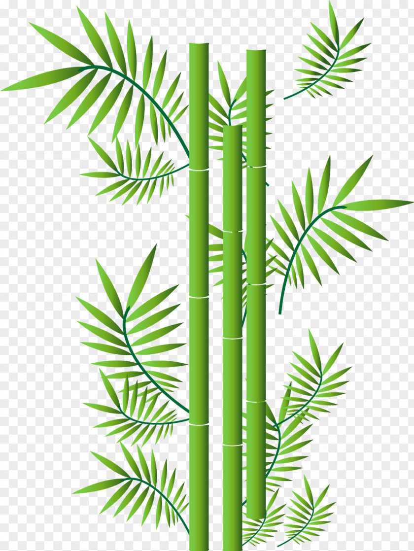Bamboo Tropical Woody Bamboos PNG