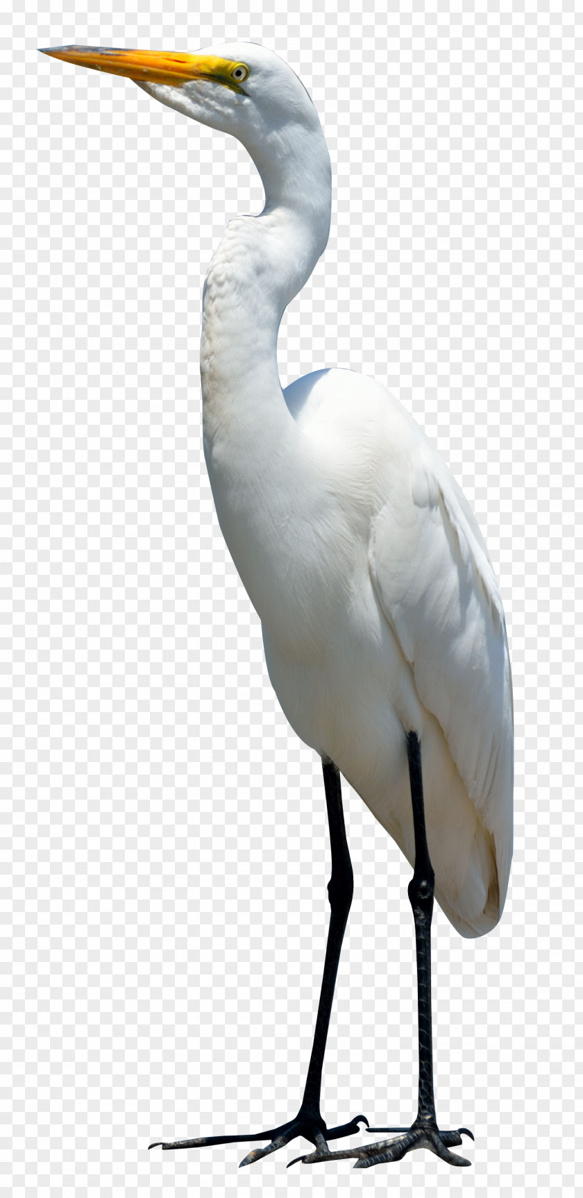 Egret Bird Crane PNG