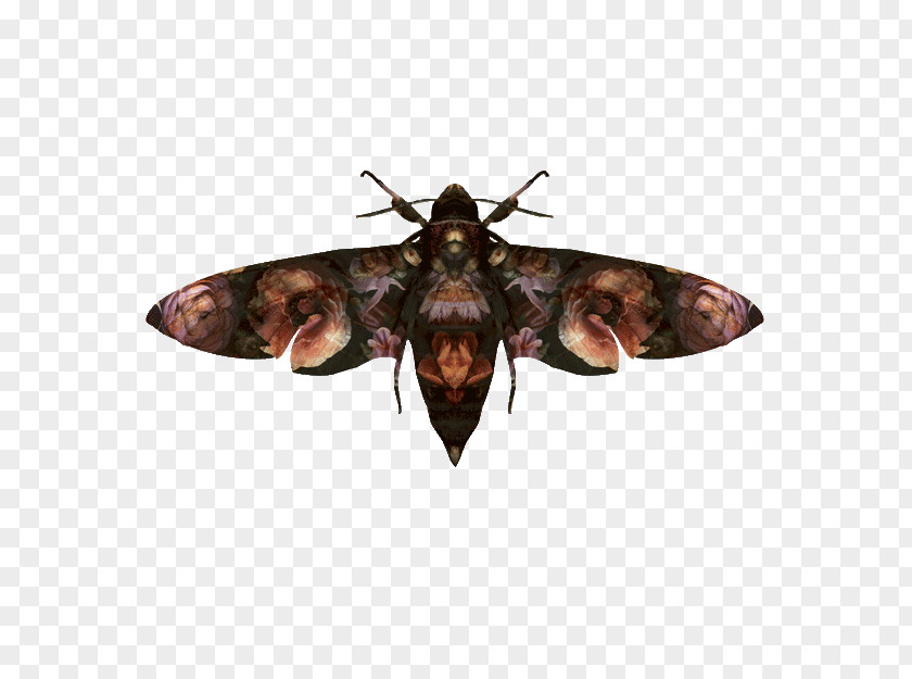 Fig Printing Moth Insect Wing PNG