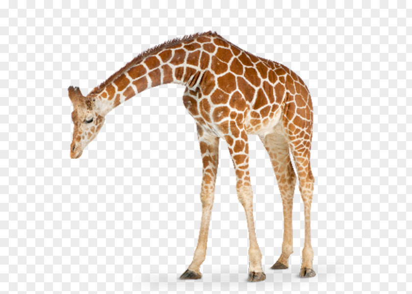 Giraffe Calf Wall Decal Sticker Wallpaper PNG