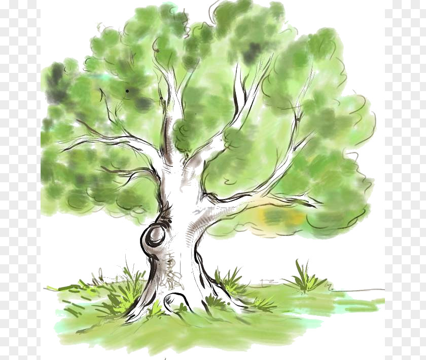 Tree Drawing Family Genealogy Branch PNG