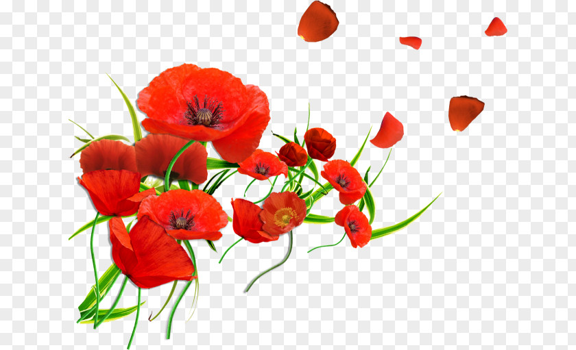 Flower California Poppy Common Remembrance Blood Swept Lands And Seas Of Red PNG