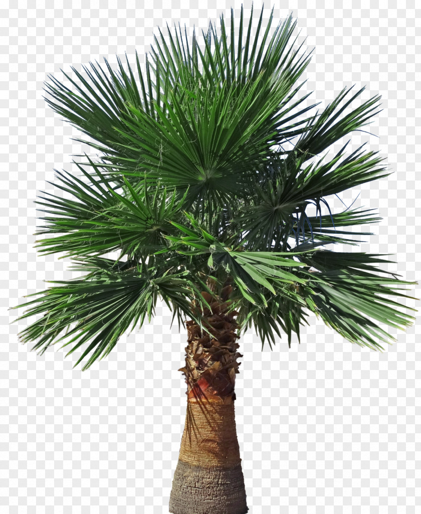 Plumeria Alba Tree Asian Palmyra Palm Arecaceae Brazil Ficus Microcarpa PNG