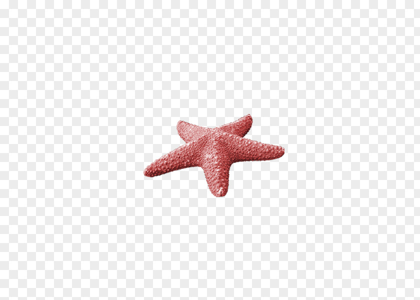 Starfish Sea PNG