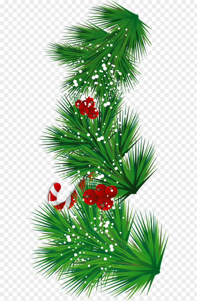 Transparent Pine Branch With Candy Cane And Mistletoe Clipart Christmas Can Stock Photo Clip Art PNG