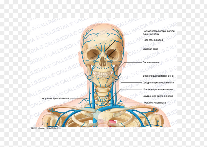 V Jugularis Externa Head And Neck Anatomy Anterior Jugular Vein PNG