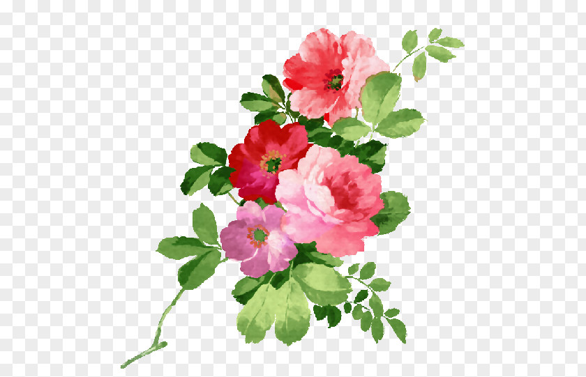 Watercolor Roses Painting Flower PNG