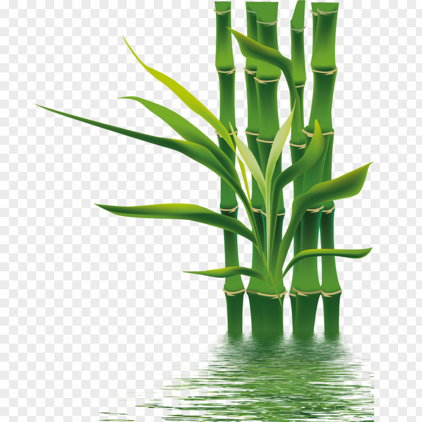 Bamboo If(we) Bamboe Wallpaper PNG