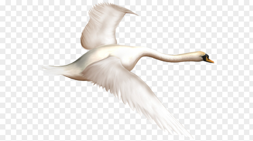 Duck Bird Mute Swan Goose PNG