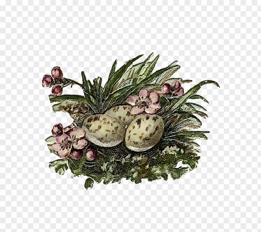 Fir Pine Family Pineapple PNG