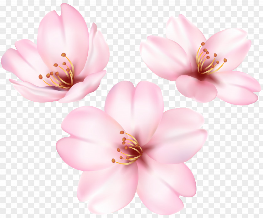 Flower Clip Art Cherry Blossom Image PNG
