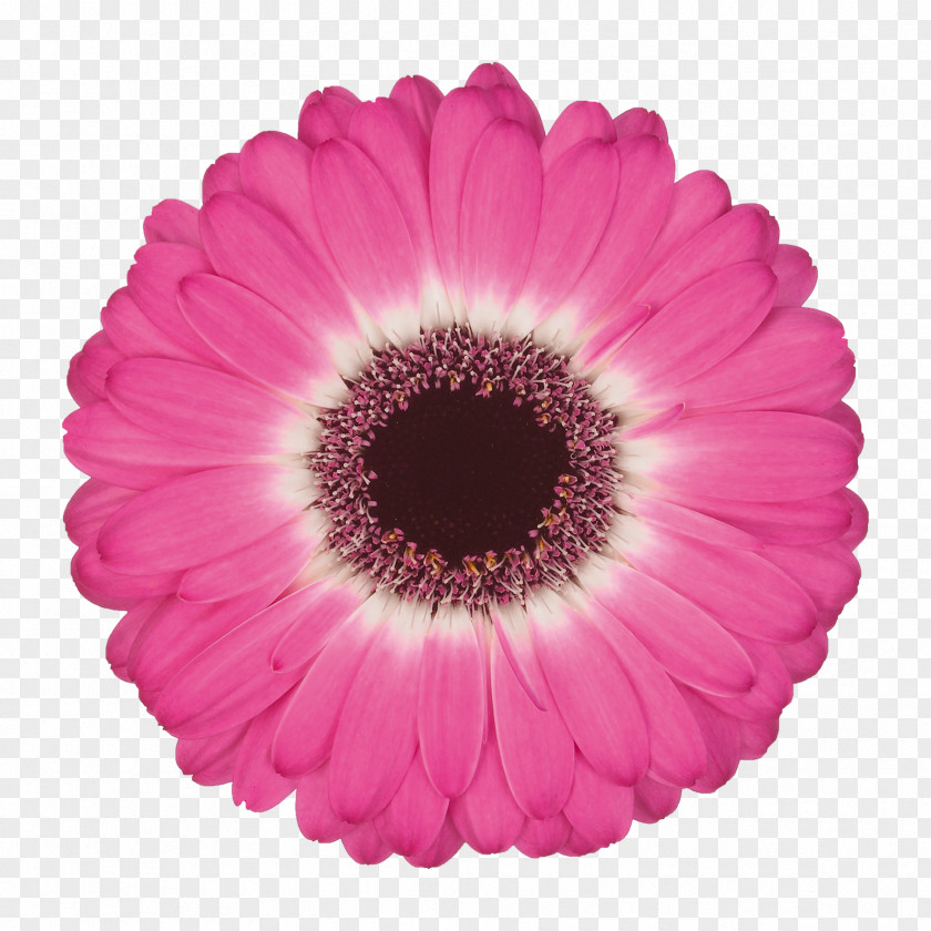 Flower Common Daisy Color Gerbera Jamesonii Floristry PNG