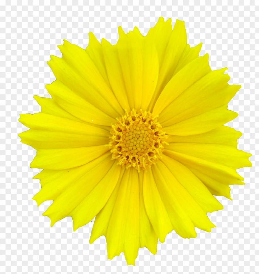 Flower Stock Photography Clip Art Yellow Transvaal Daisy PNG