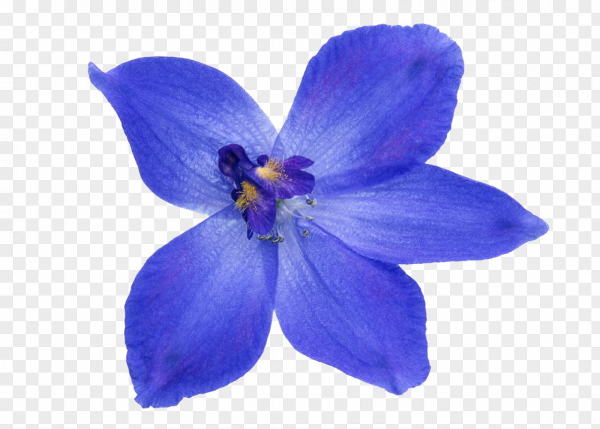 Flower Image Blue Photograph Clip Art PNG