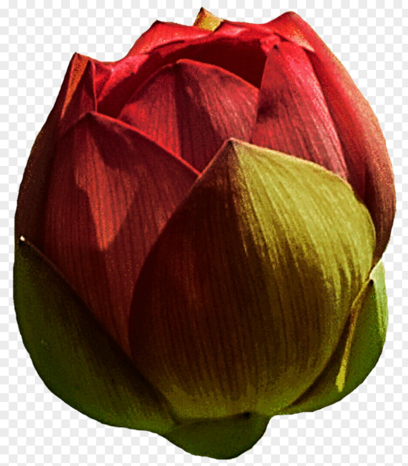 Lotus Bud Maroon PNG