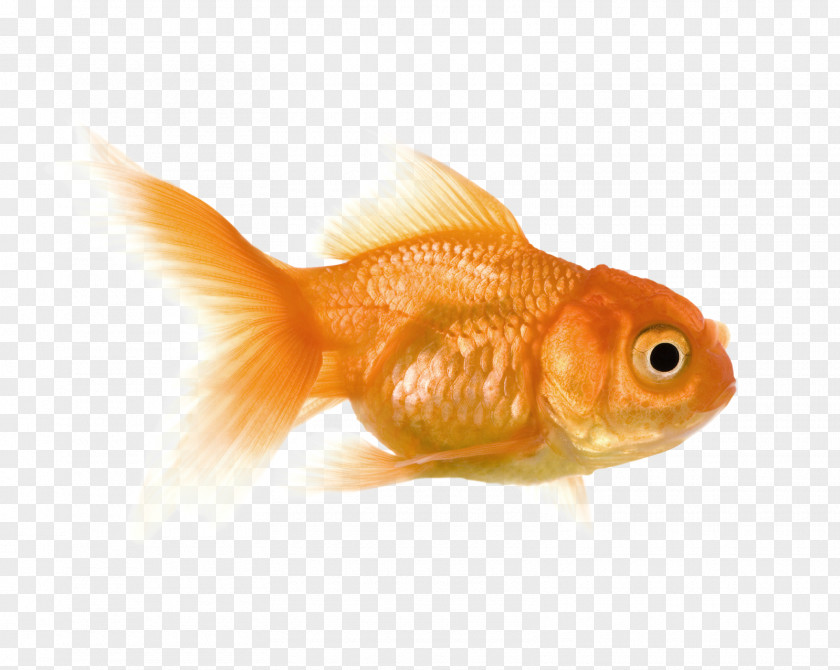 Mayo Goldfish Feeder Fish Bony Fishes PNG