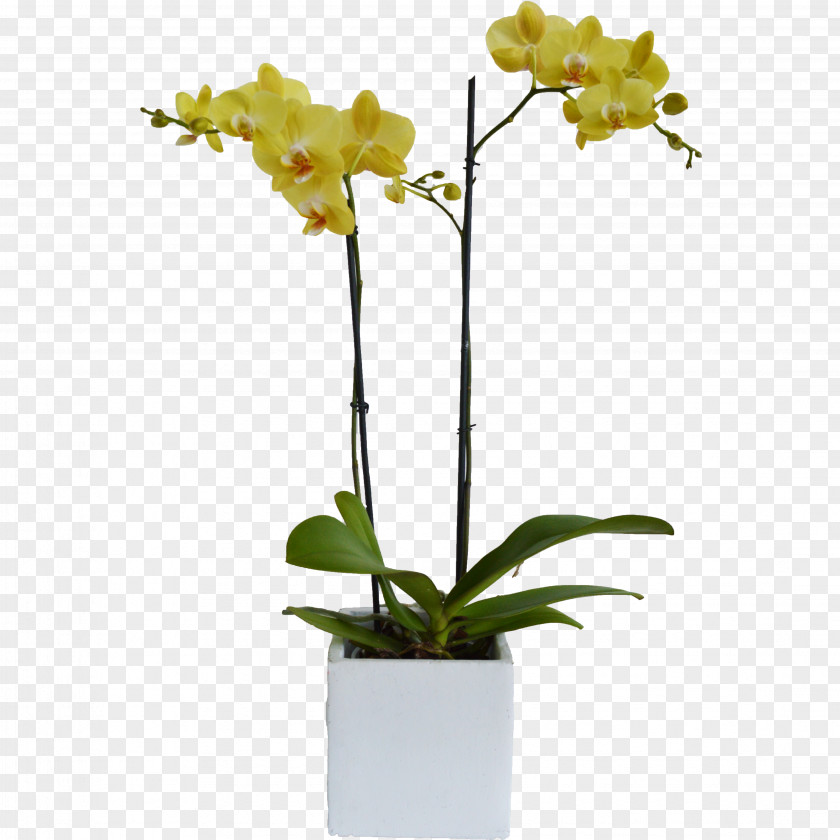 Plant Moth Orchids Cut Flowers Cattleya Dendrobium PNG