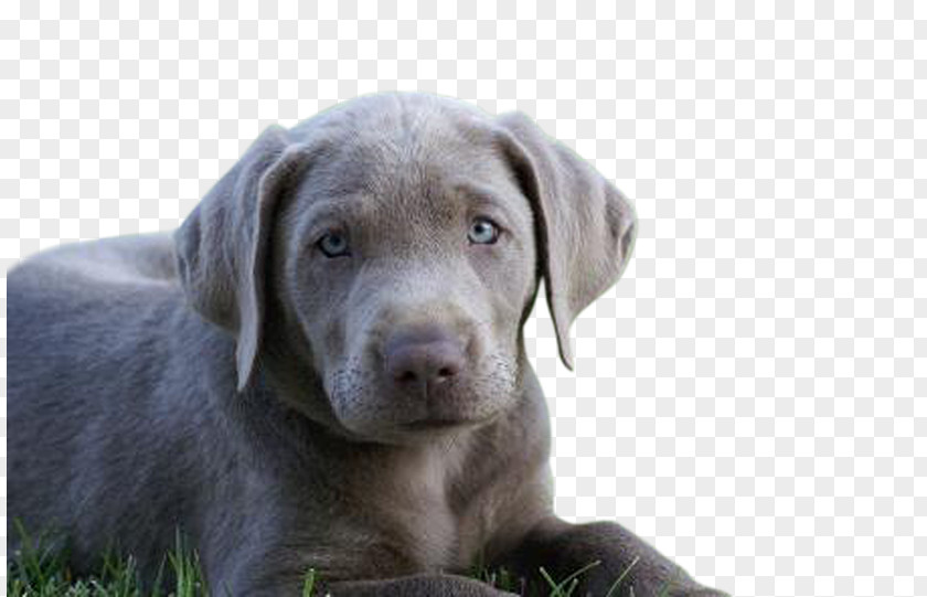 Charcoal Labs Labrador Retriever Weimaraner Puppy Dog Breed Blue Lacy PNG