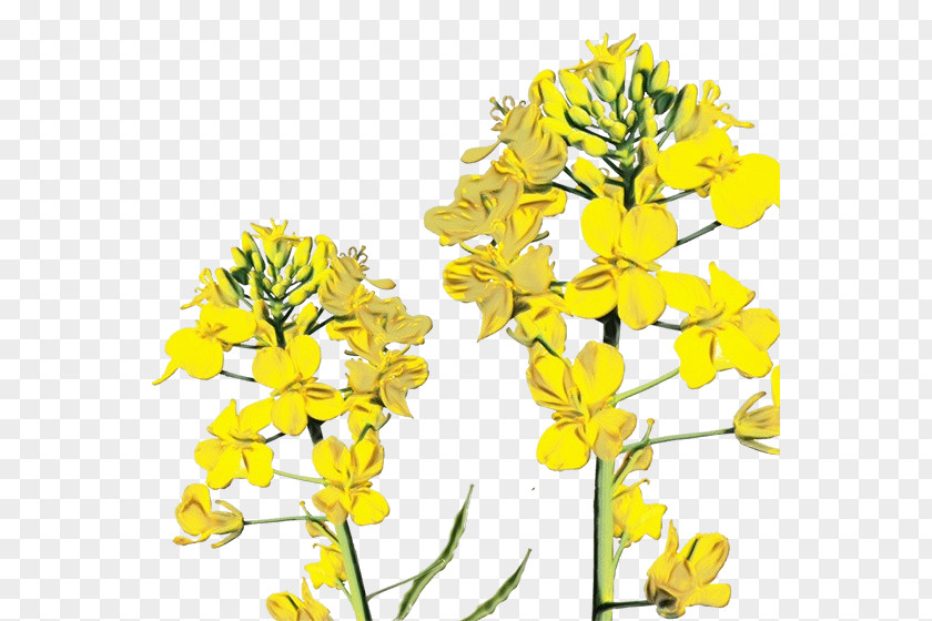 Mustard Plant Flowering Flower Rapeseed Yellow PNG