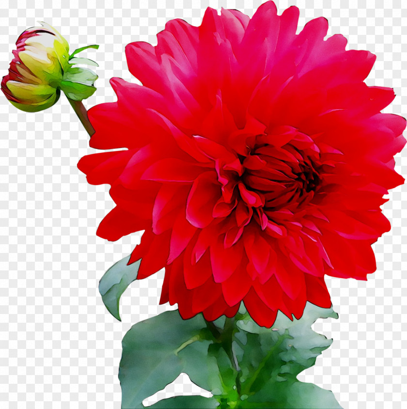 Red Dahlia Image Ornamental Plant Transparency PNG