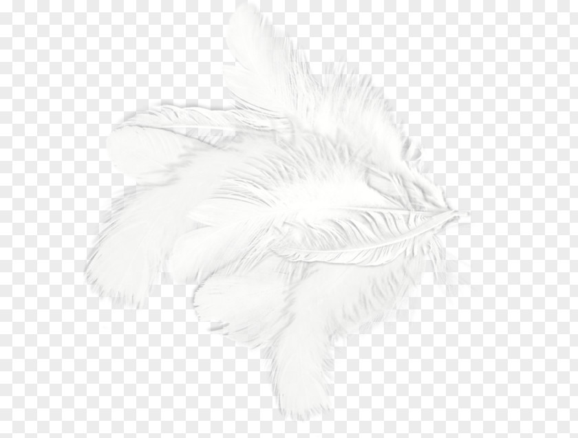 White Feathers Feather Drawing Black Pattern PNG