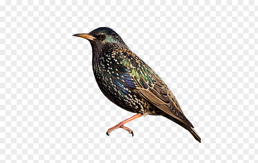 Bird Common Starling Owl Desktop Wallpaper Ptasi Raj PNG