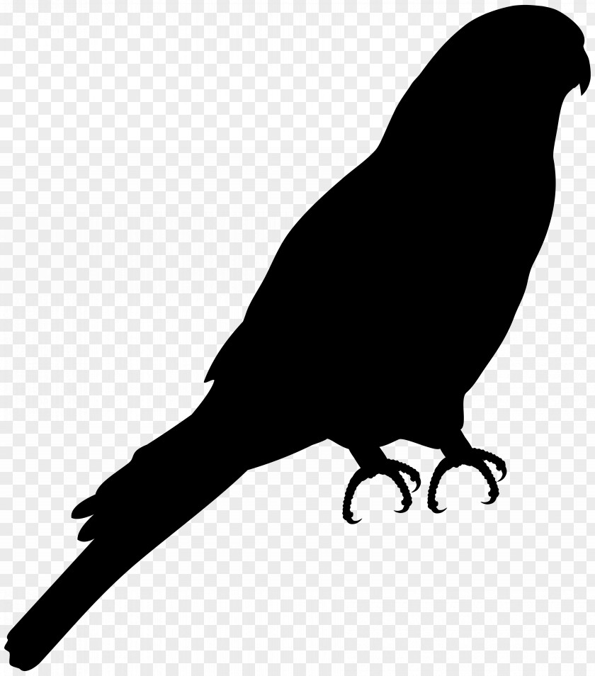 Bird Vector Graphics Pigeons And Doves European Robin PNG