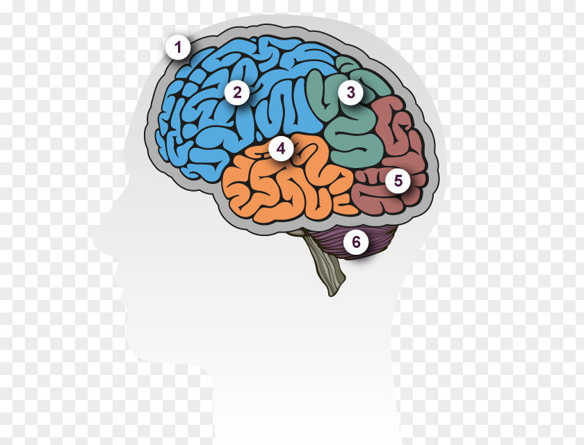 Brain Human Dementia Lateralization Of Function Alzheimer's Disease PNG