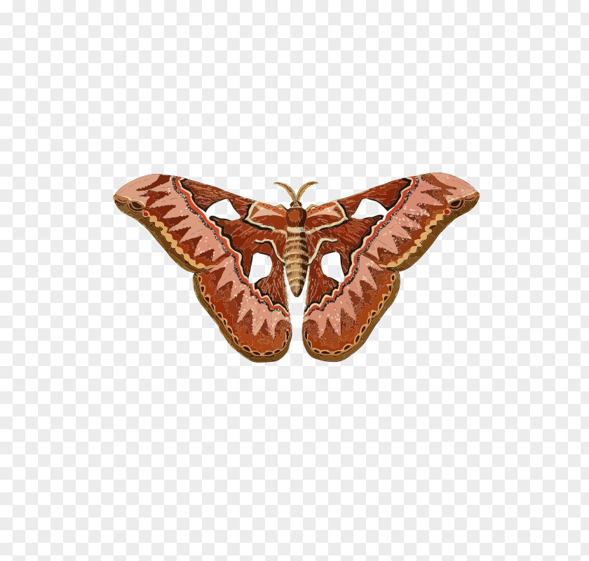 Butterfly Moth Insect Clip Art PNG