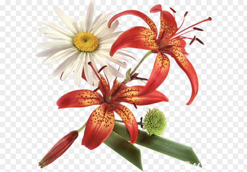 Flower Adobe Photoshop Psd Clip Art PNG