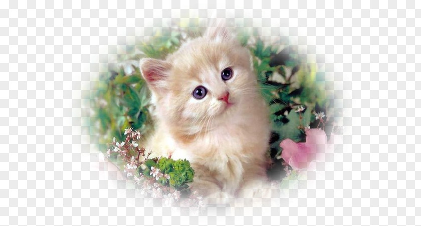 Kitten Cat Desktop Wallpaper Embroidery PNG