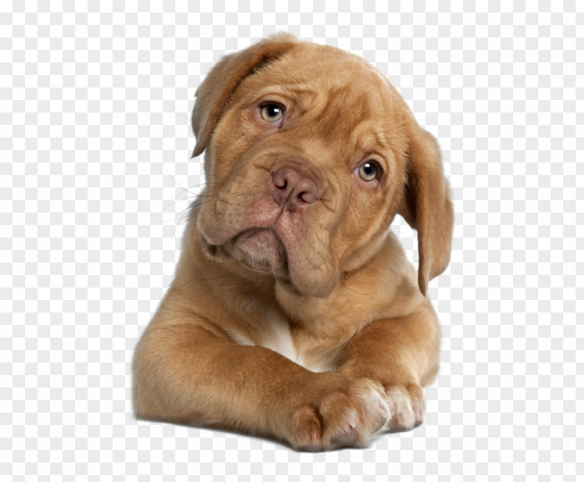 Puppy Dogue De Bordeaux English Mastiff French Bulldog PNG