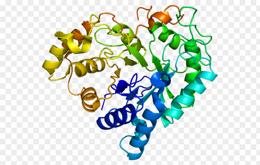 AKR1B10 Aldo-keto Reductase Protein Enzyme Gene PNG