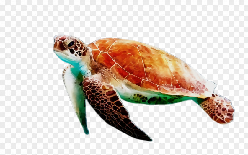 Pond Turtle Reptile Sea Hawksbill Green Tortoise PNG