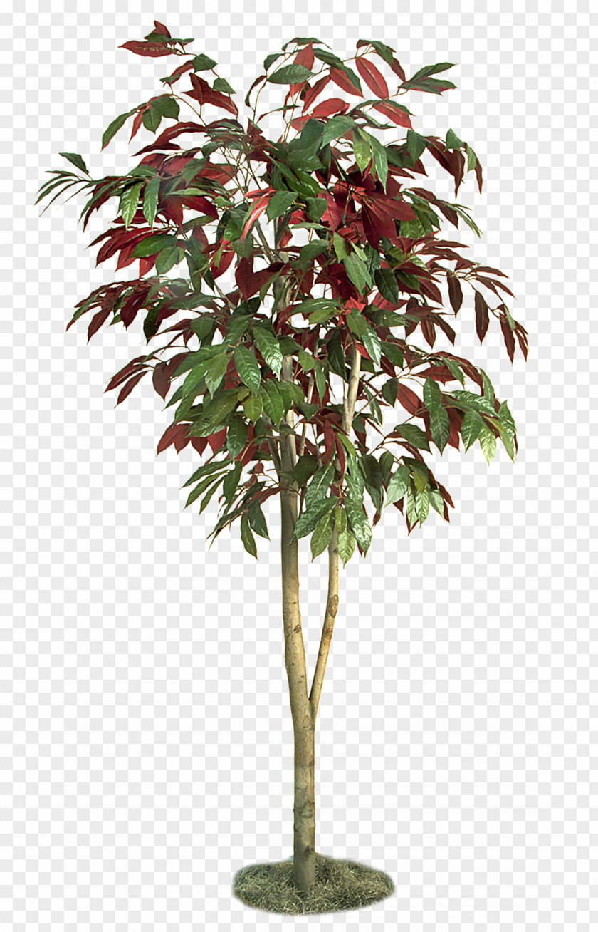 Trees PNG clipart PNG