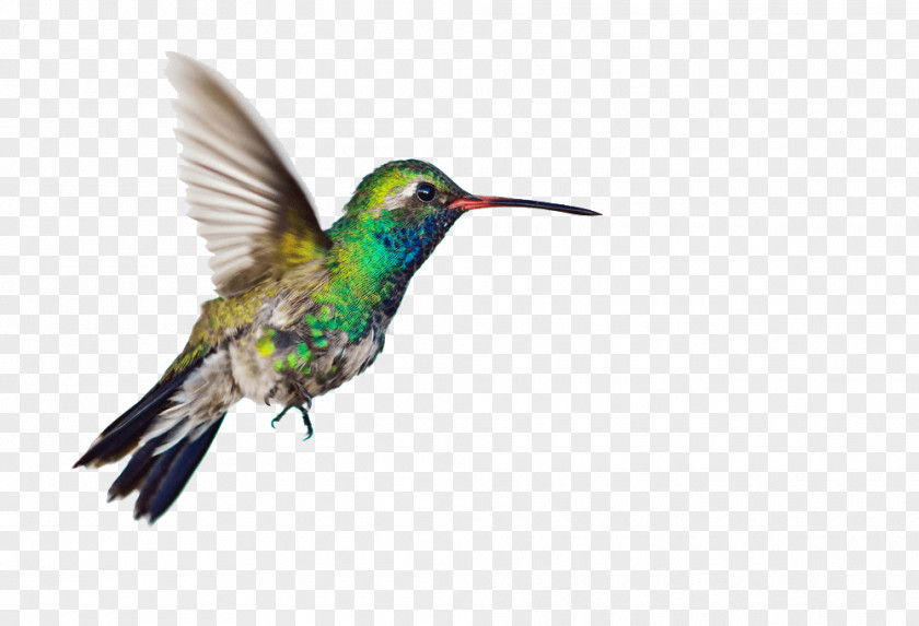 Bird Hummingbird Clip Art Image PNG