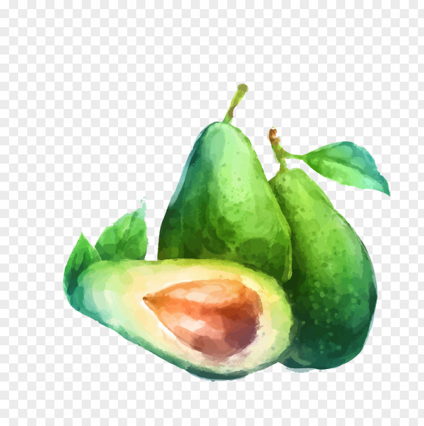 Hand-painted Avocado Watercolor Painting Fruit Drawing Illustration PNG