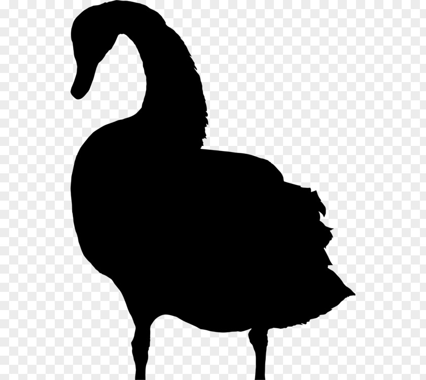 Livestock Blackandwhite Bird Silhouette PNG