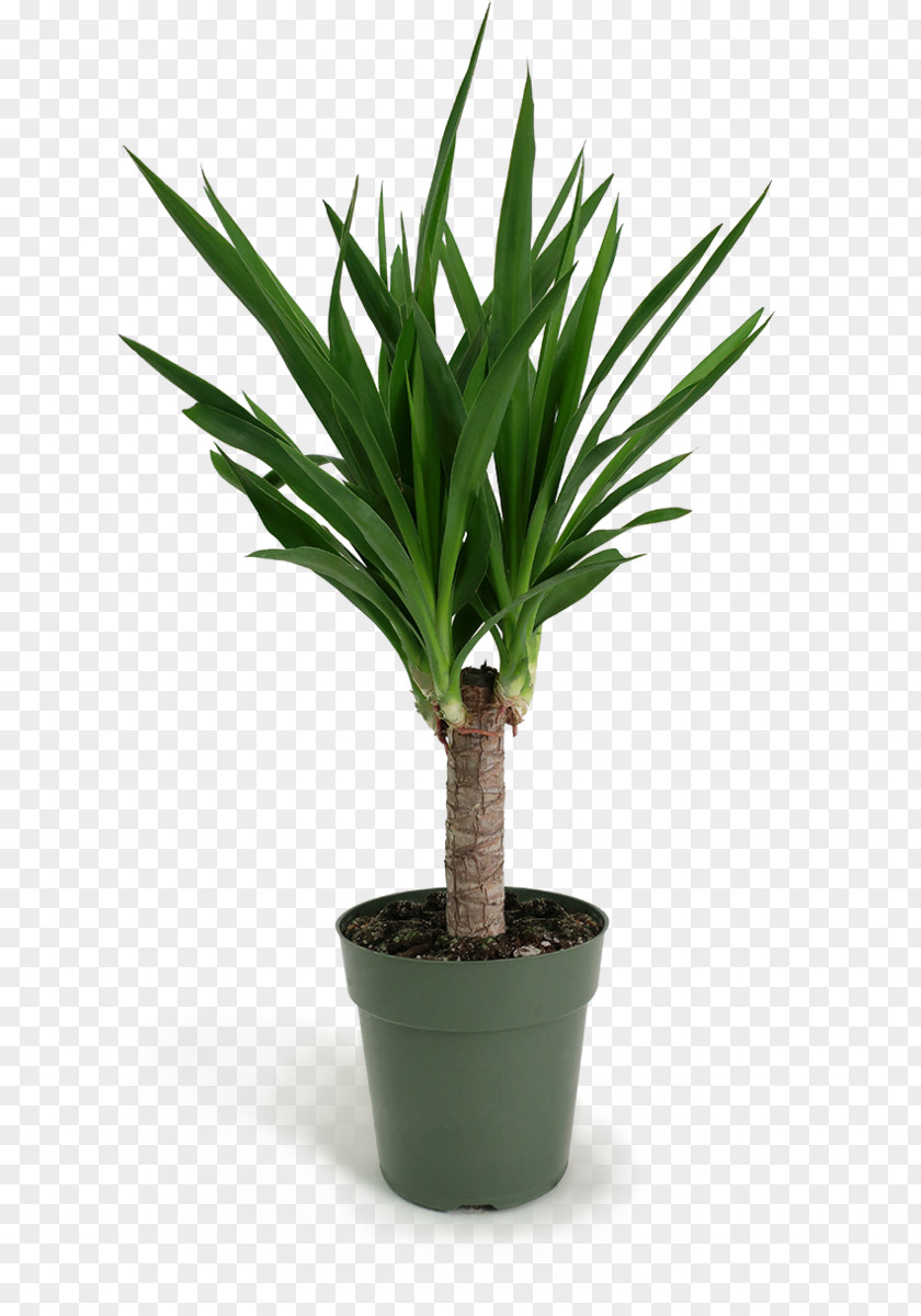 Perennial Plant Palm Tree Cartoon PNG