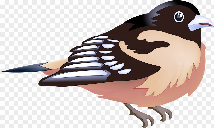 Bird Sparrow Beak Perching Cuckoo PNG